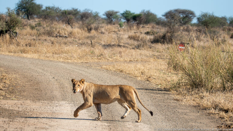 Lioness crosses a gravel road through dry savanna, looking toward the camera as she walks.