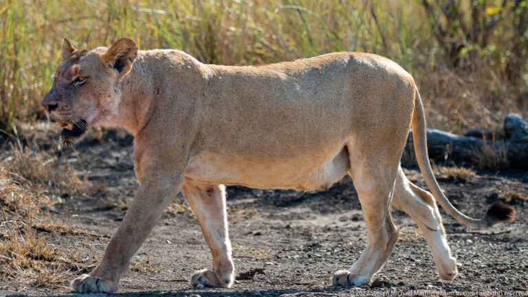 Lioness walks in profile across bare ground, mouth open, with dry reeds behind her.