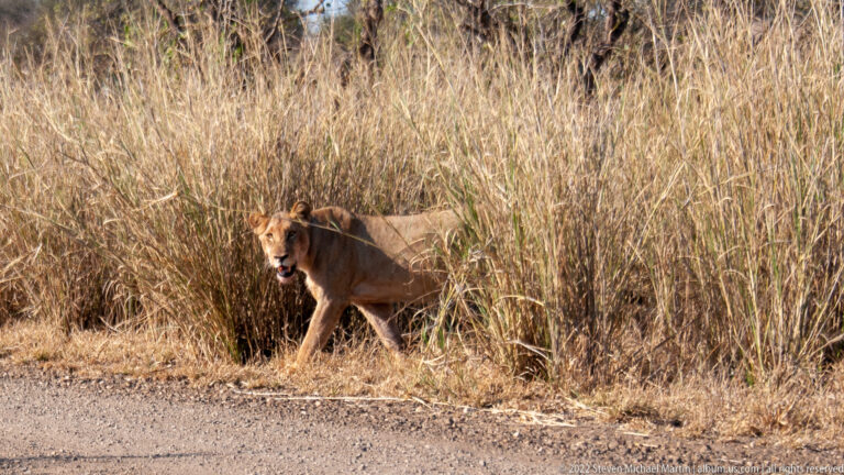 Lioness emerges from tall dry grass beside a gravel road, facing toward the camera.