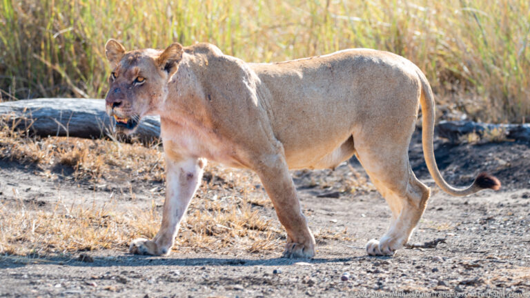 Lioness strides through a sunlit clearing, head turned toward the viewer and tail curving behind.