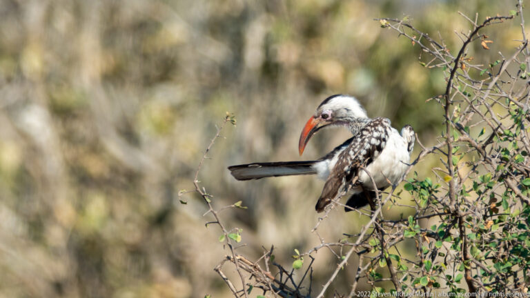 Southern red-billed hornbill perches among thorn branches, showing a red bill, gray head, spotted wings, and long tail.