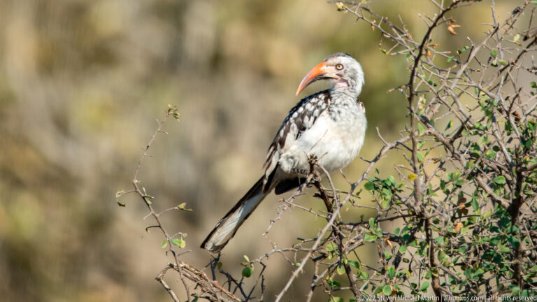Southern red-billed hornbill perches upright on thorn scrub with red-orange bill and black-and-white spotted wings.