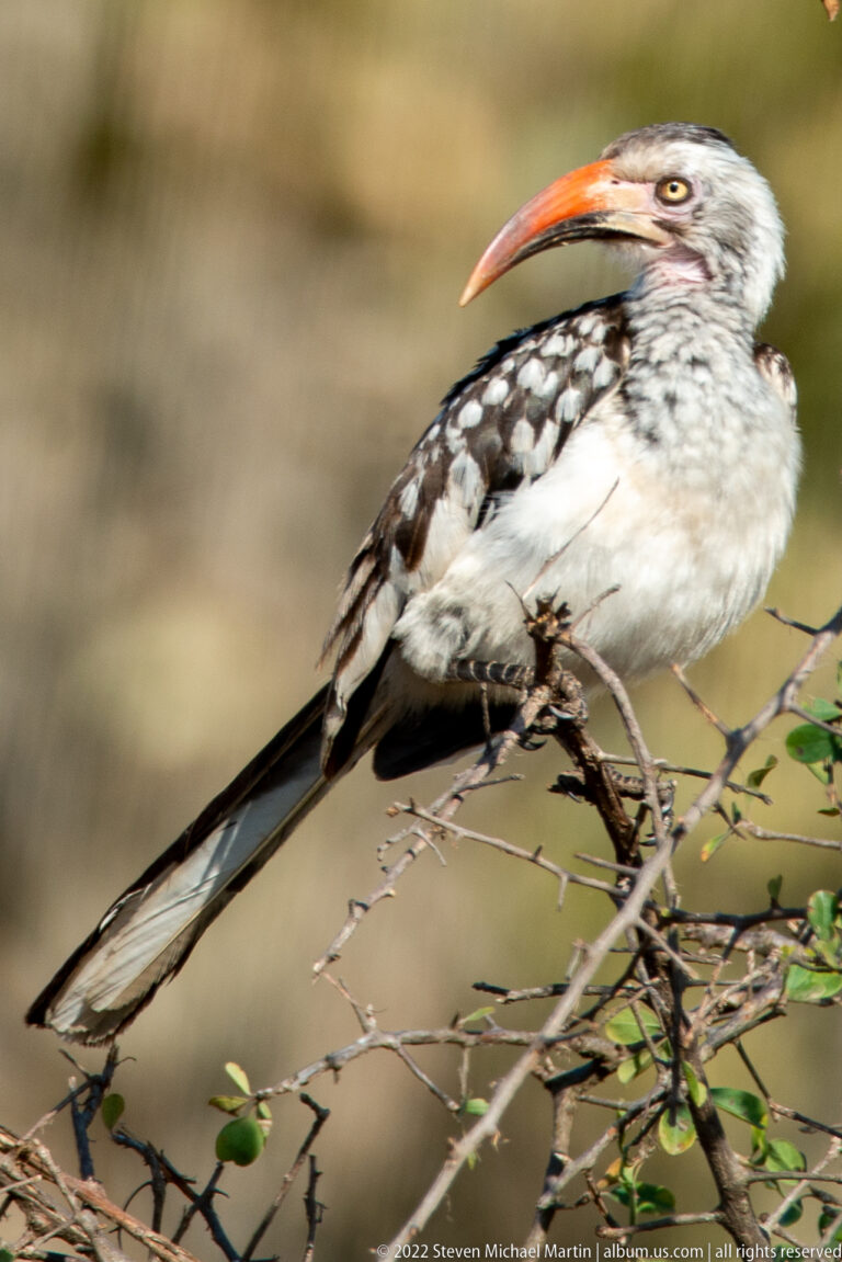 Close side view of a southern red-billed hornbill with red-orange bill, pale eye, spotted wings, and long tail.