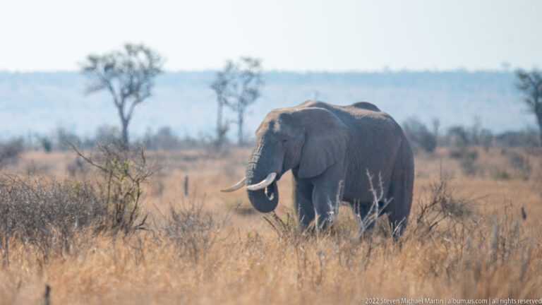 Adult African savanna elephant walks through tall dry grass with curled trunk and visible tusks.