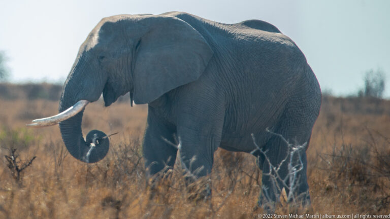 Large African savanna elephant stands in profile in dry grass, trunk curled inward beneath long tusks.