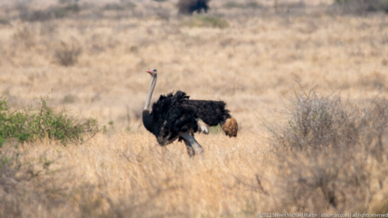 Adult male ostrich runs through dry grass, with black body plumage, white wing feathers, and long pale neck.
