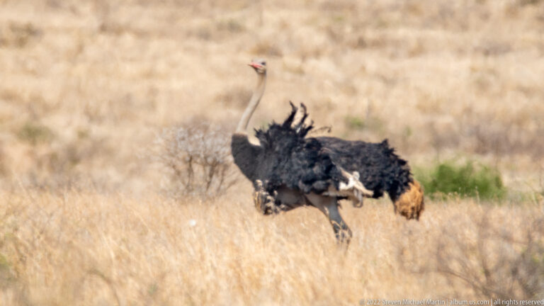 Male ostrich runs through tall dry grass with black plumage and partly raised white wing feathers.