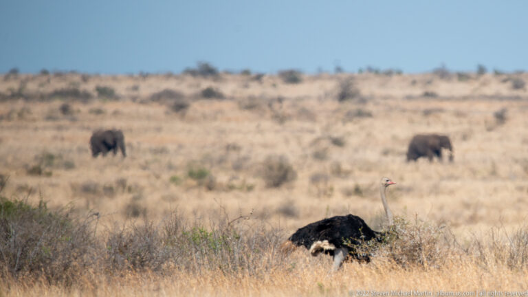 Male ostrich runs across dry savanna while two African elephants stand widely separated in the distant background.