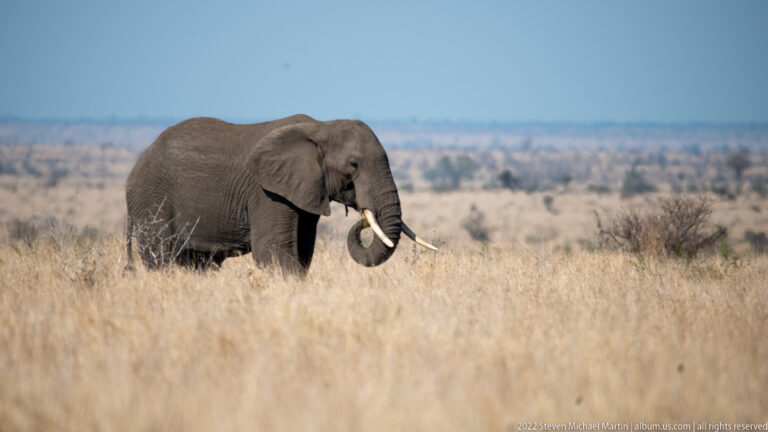 African savanna elephant stands alone in golden grass with trunk curled upward and tusks clearly visible.