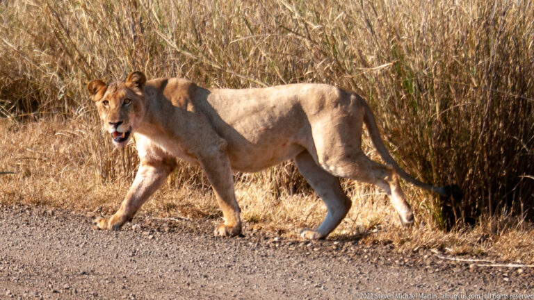 Kruger National Park – Satara Plains