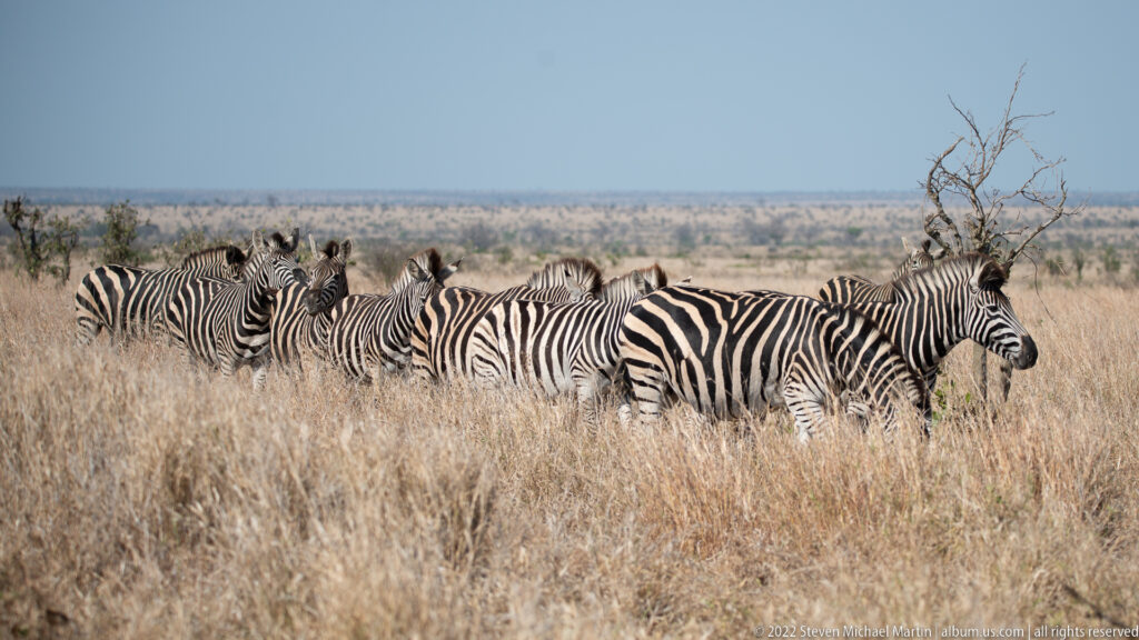 Several plains zebras stand tightly grouped in tall dry grass on an open savanna plain.