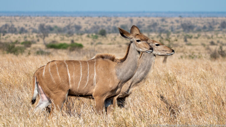 Two female greater kudus stand side by side in dry grass, showing large ears and narrow white body stripes.
