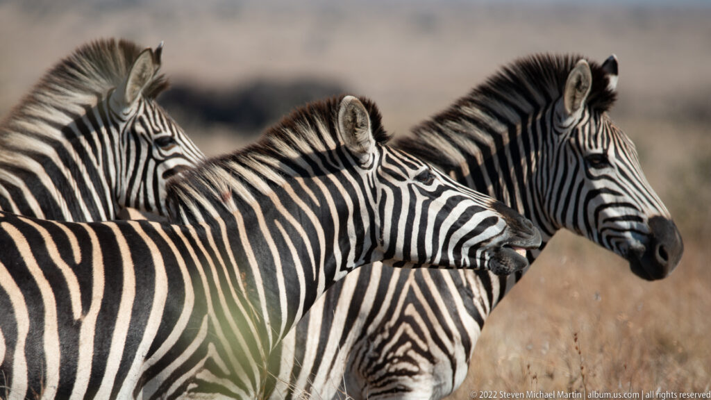 Close group of plains zebras with overlapping bodies and heads, all patterned in bold black-and-white stripes.