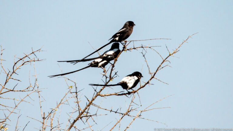 Three magpie shrikes perch on bare thorn branches, showing black-and-white bodies and exceptionally long tails.
