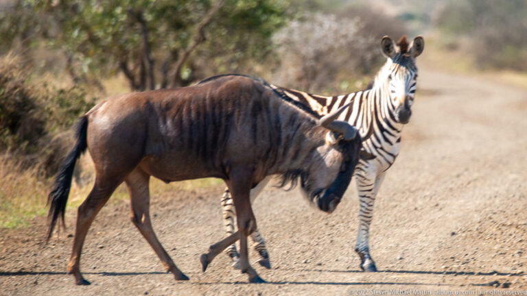 Blue wildebeest walks across a gravel road in front of a standing plains zebra.