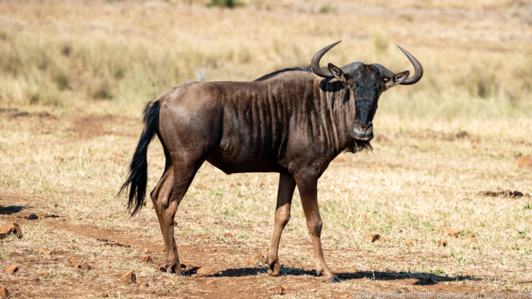 Blue wildebeest stands facing the camera on dry ground, showing curved horns, dark face, mane, and shoulder stripes.