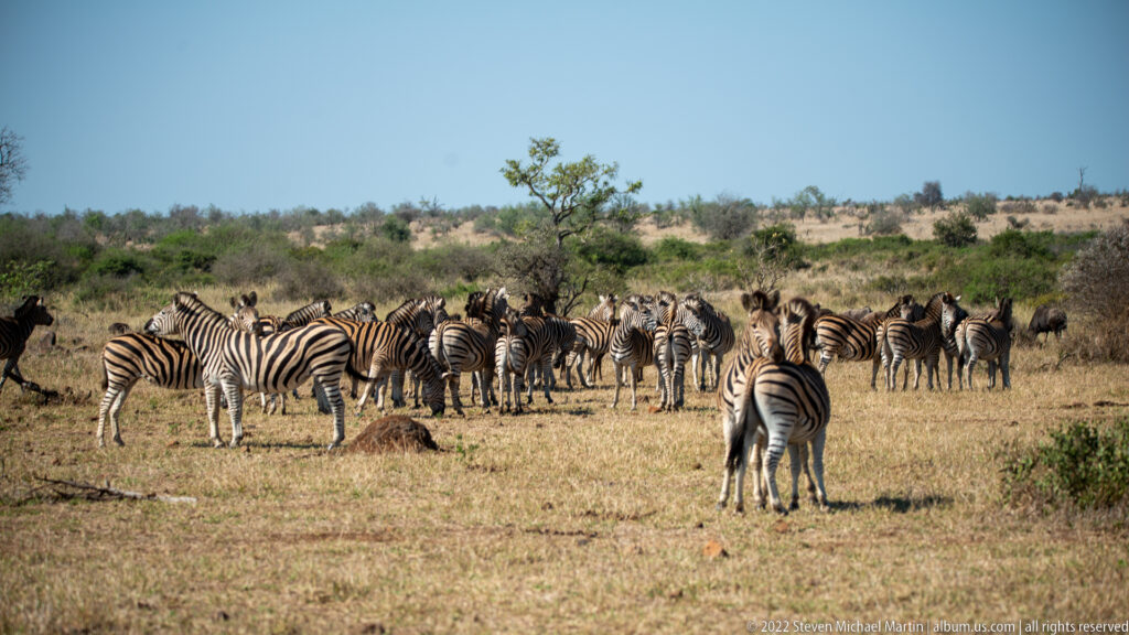 Large herd of plains zebras stands scattered across an open dry savanna clearing with sparse shrubs and a small tree.