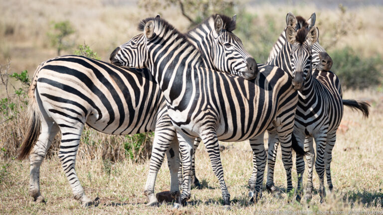 Four plains zebras stand tightly grouped in dry grass, with overlapping striped bodies and heads turned in different directions.