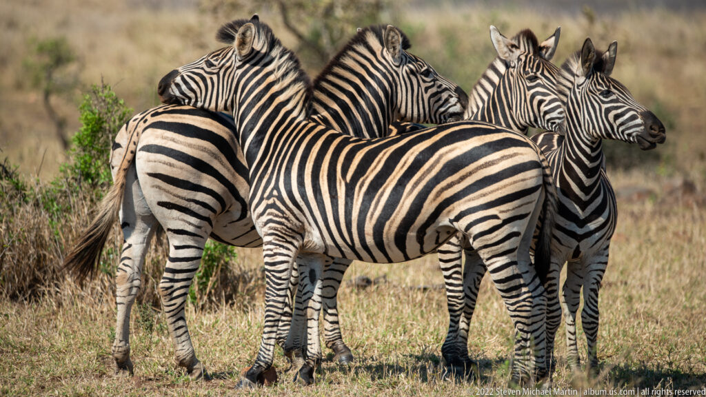 Several plains zebras cluster closely in dry grass, including one broadside animal across the foreground.