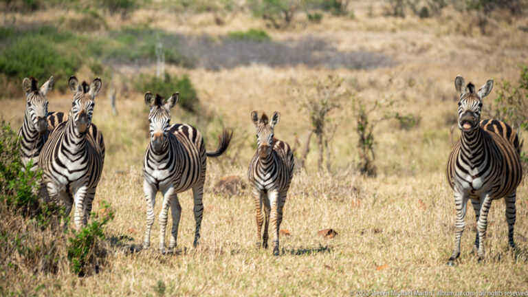 Five plains zebras face the camera in open grass, including a smaller younger animal near the center.