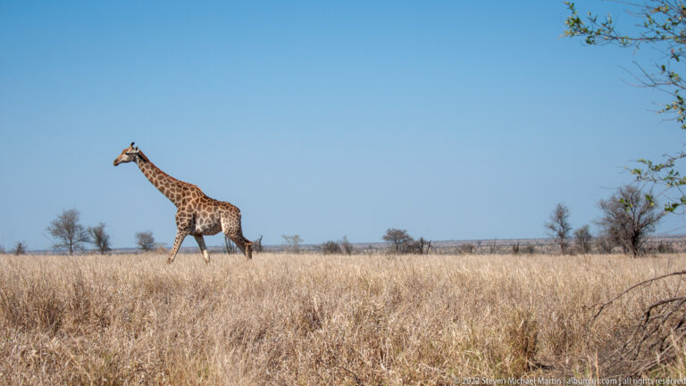 Single giraffe walks across open dry grassland beneath a clear blue sky, with scattered trees on the horizon.