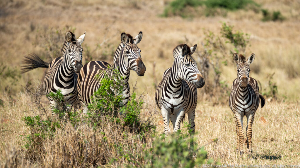 Four plains zebras approach through low scrub, with three adults and a smaller animal facing forward.