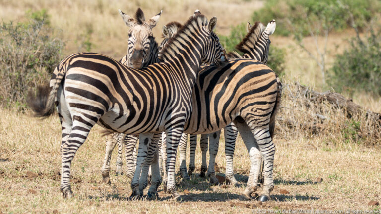 Several plains zebras stand tightly clustered in dry grass, with overlapping striped bodies facing different directions.