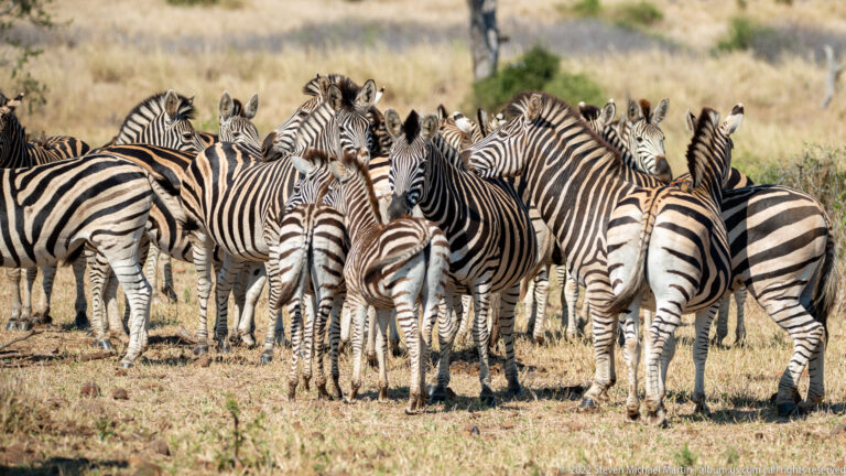 Large herd of plains zebras stands closely grouped in open dry grassland, with many heads and striped rumps overlapping.