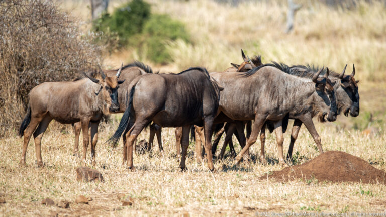 Several blue wildebeest stand together in dry grass beside a reddish termite mound.