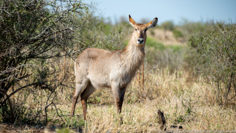 Female waterbuck stands alert beside thorn scrub, facing the camera with large upright ears.