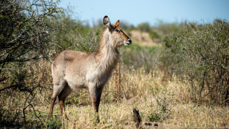 Female waterbuck stands in profile beside thorn scrub, showing shaggy gray-brown coat and pale muzzle.