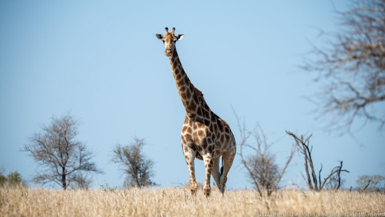 Single giraffe stands on a dry grassy ridge beneath a clear blue sky, facing nearly toward the camera.