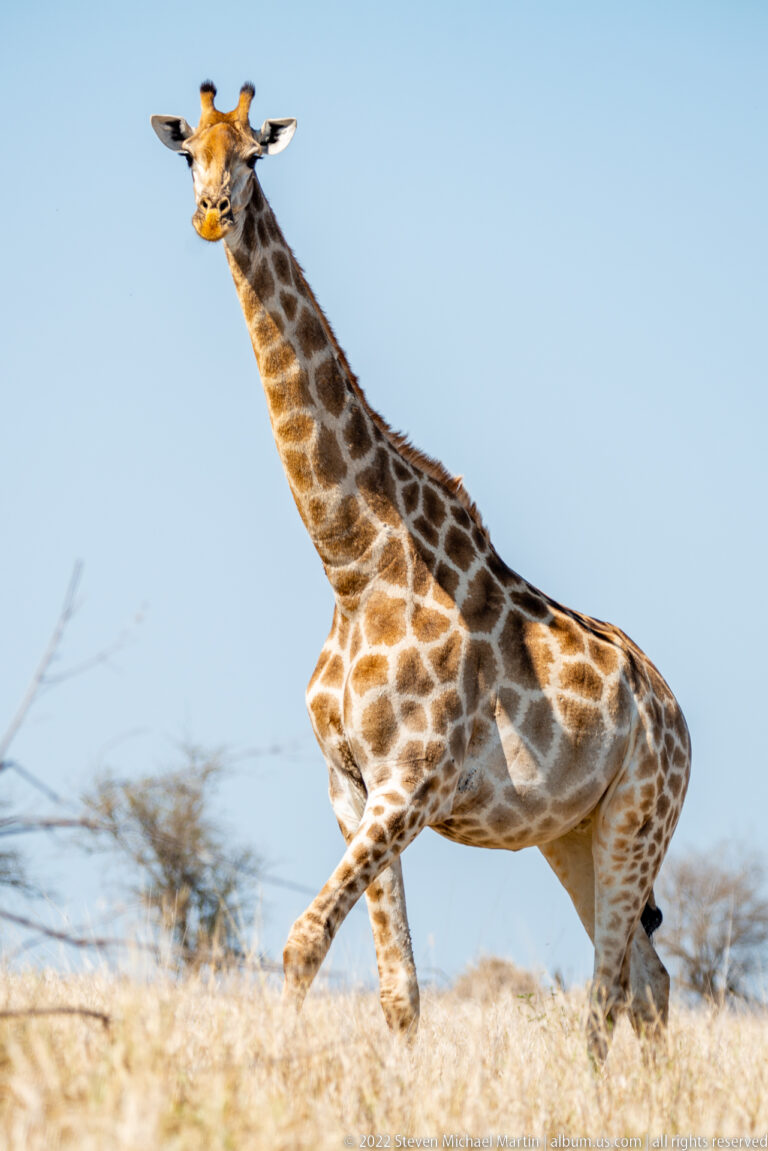 Giraffe runs across dry grassland in profile, one long foreleg extended beneath its patterned body.