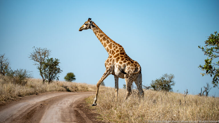 Giraffe steps across a curving dirt road from dry grassland, with one foreleg extended onto the track.