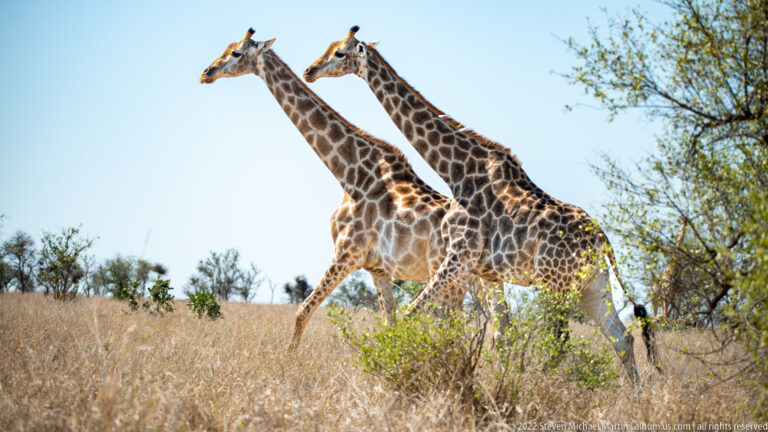 Two giraffes walk together through tall dry grass, one slightly ahead and partly screened by a green shrub.