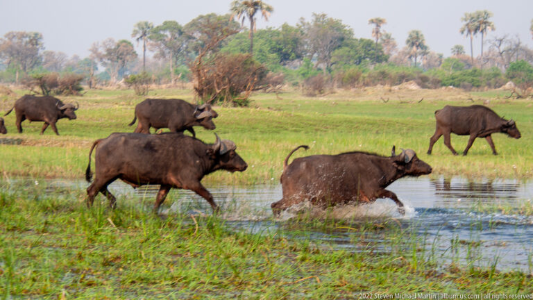 African buffalo wading through a shallow grassy channel, with more buffalo crossing the floodplain behind them.