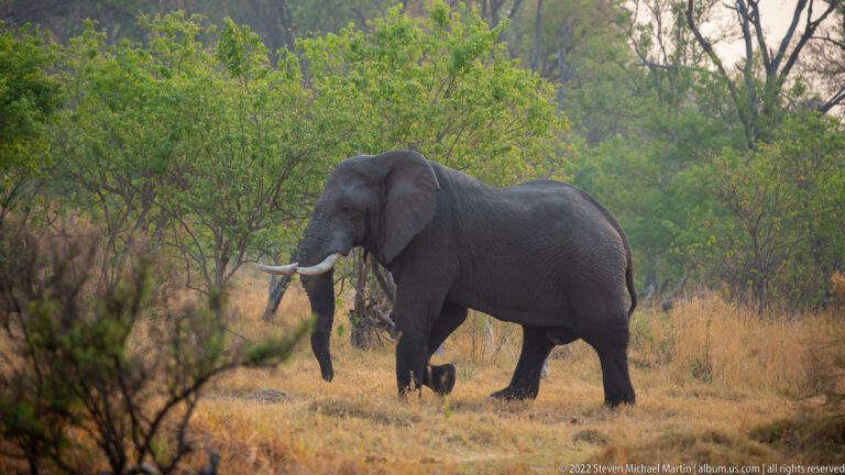 Side view of an African bush elephant walking across dry grass beside green woodland.