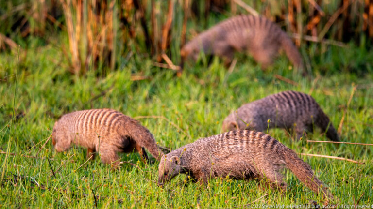 Several banded mongooses foraging together in wet grass with heads down.