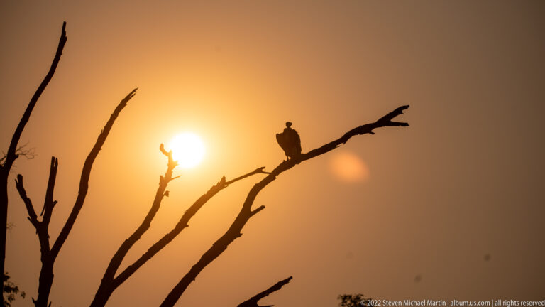 Large bird silhouetted on a dead branch against an orange sunset and low sun.