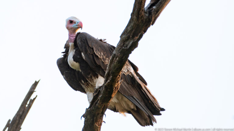 Hooded vulture perched on a dead tree branch against a pale sky.