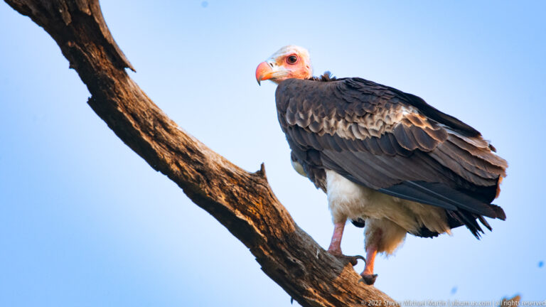 Hooded vulture perched broadside on a bare branch against blue sky.