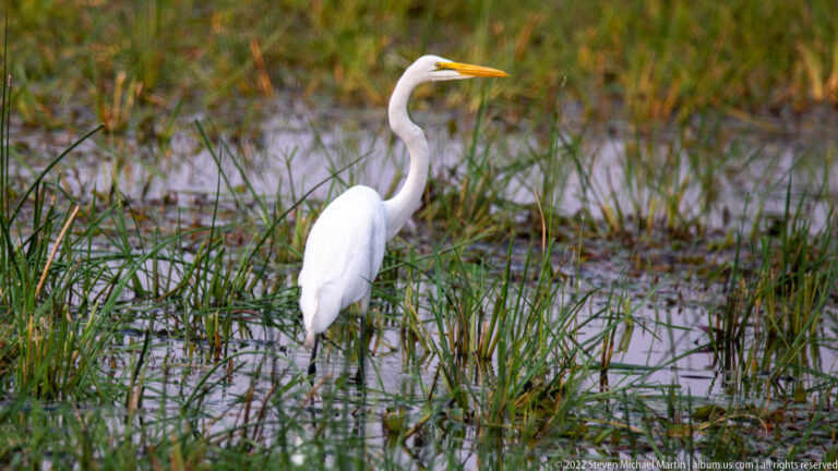 Great egret standing in shallow water among green wetland grasses.