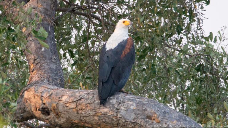 African fish eagle perched upright on a thick branch among green leaves.