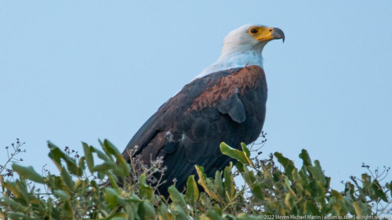 African fish eagle perched above leafy branches against a clear blue sky.