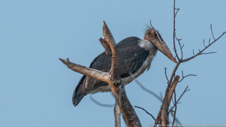 Marabou stork perched among bare branches with large bill and dark wings visible.