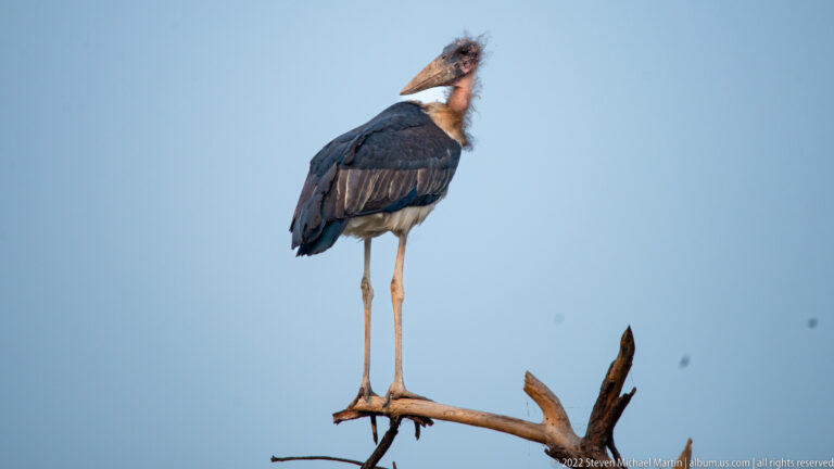 Full-body marabou stork standing on a dead branch against blue sky.