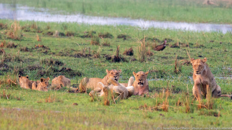Lion pride with several cubs and adult females resting in green floodplain grass near water.
