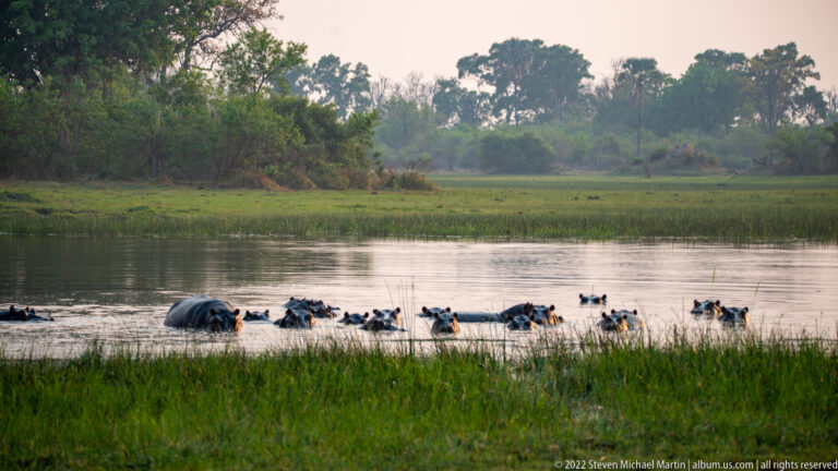 Large pod of hippopotamuses partly submerged in a calm channel beside green floodplain grass.