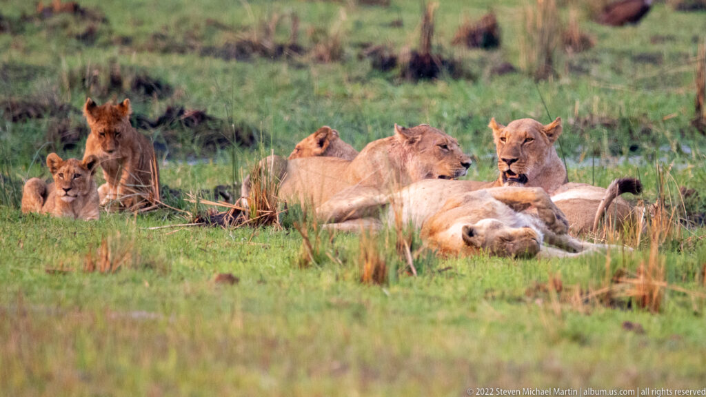 Lionesses and cubs resting closely together on green grass beside shallow floodplain water.
