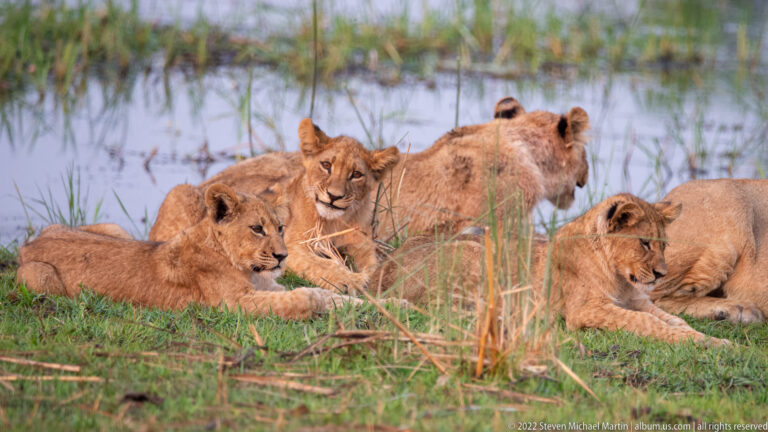 Four lion cubs resting together on grass beside shallow water and reeds.